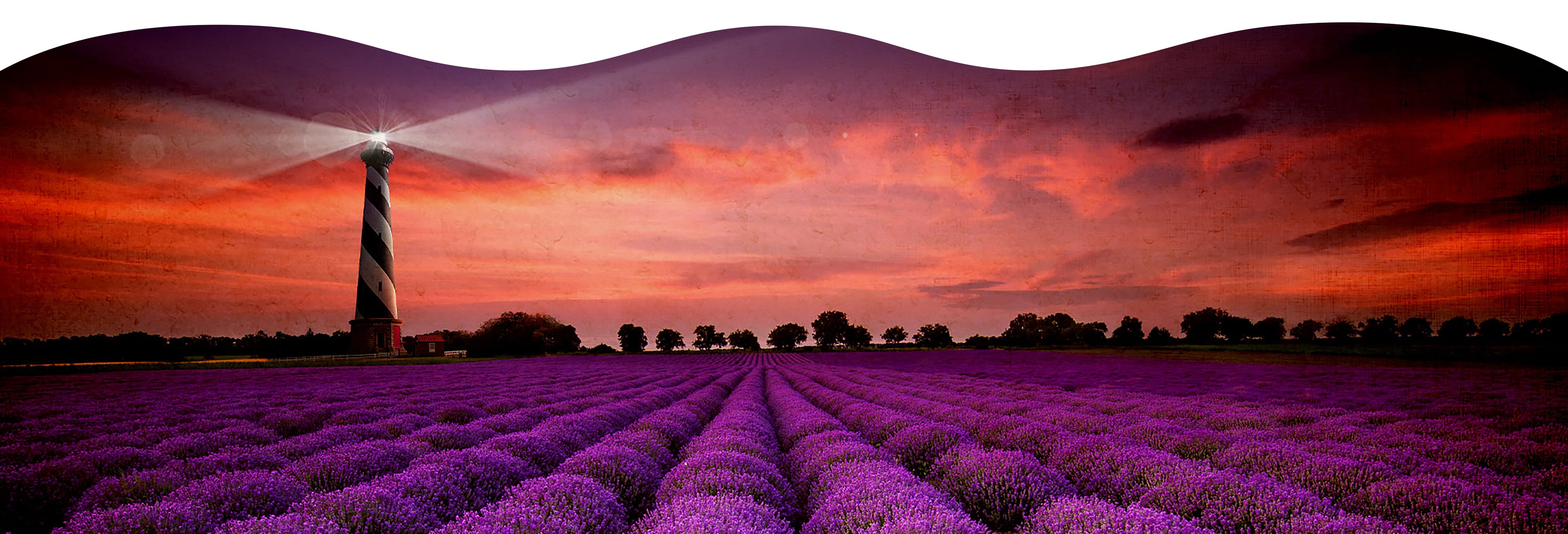 Website Banner of a lighthouse light over a field of lavender plants