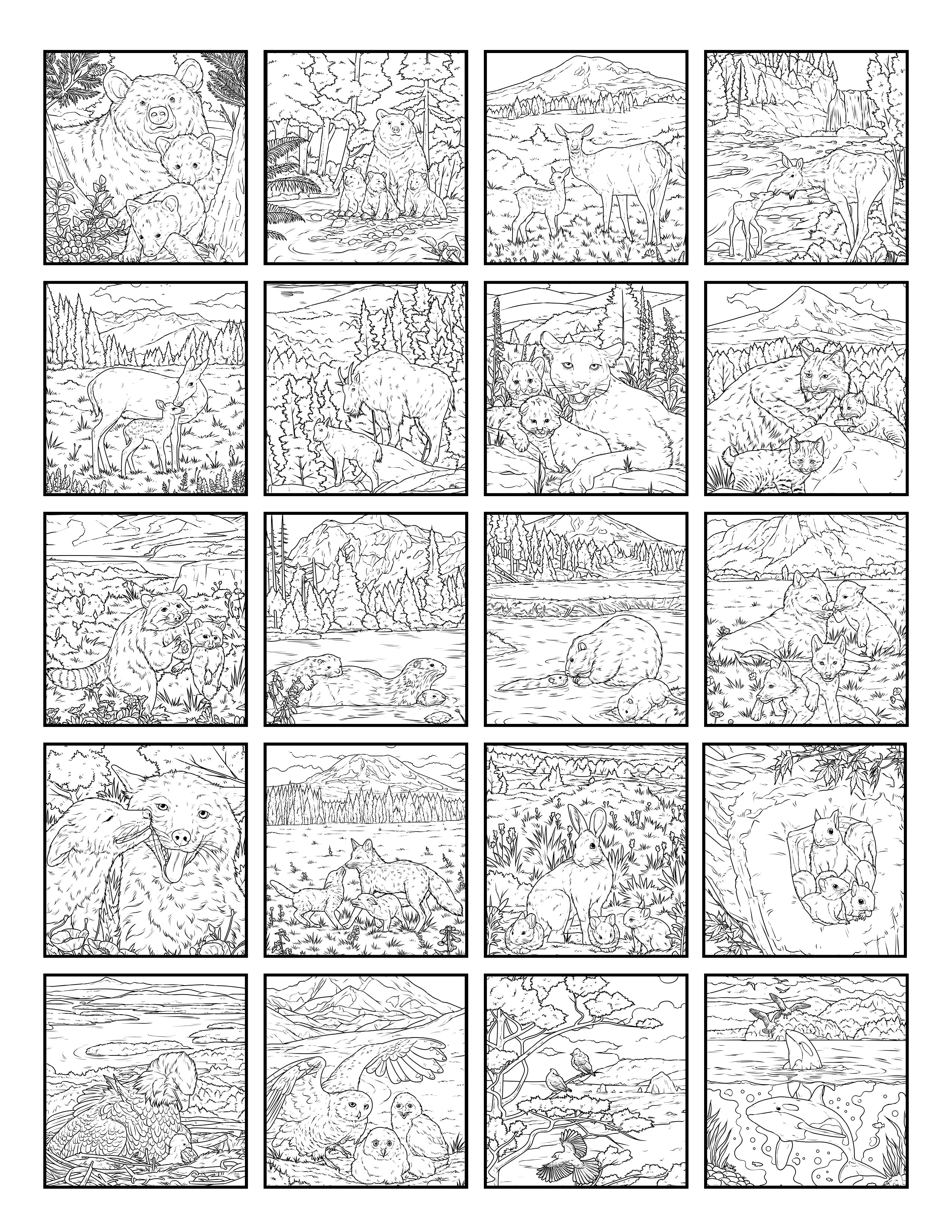 Relax and Color Pacific Northwest Wildlife Mamas and their Babies - Paperback